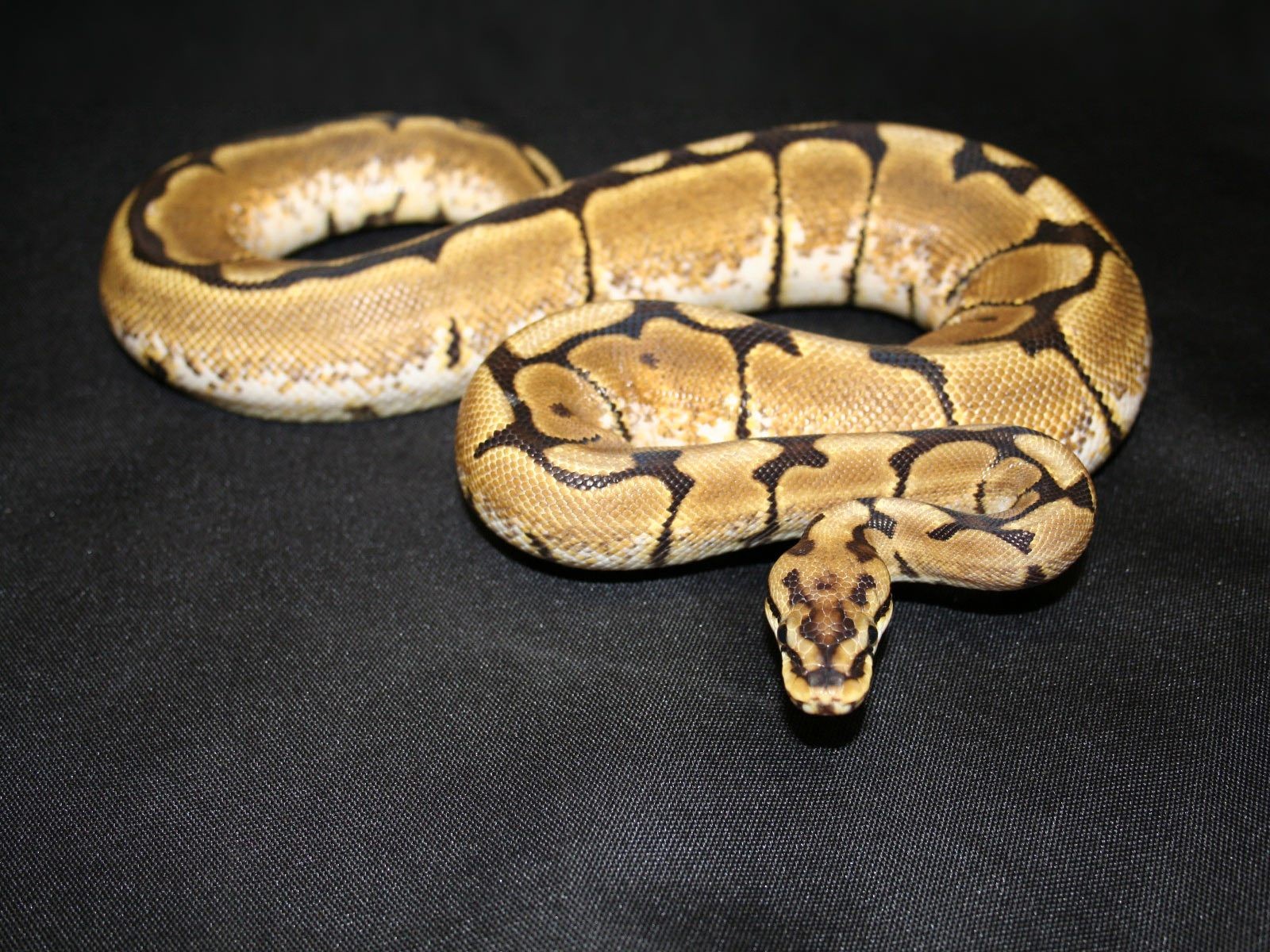 ball python snake coiled