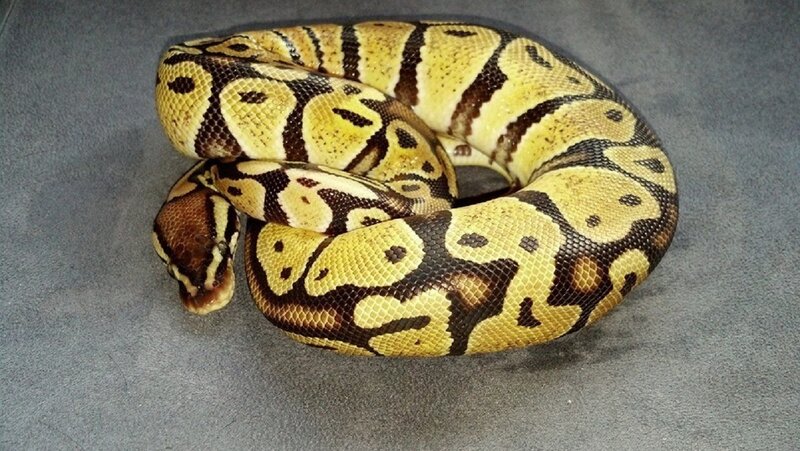 Ball Python Snake — Yellow, Calm, Photograph, Coiled, Gray Surface