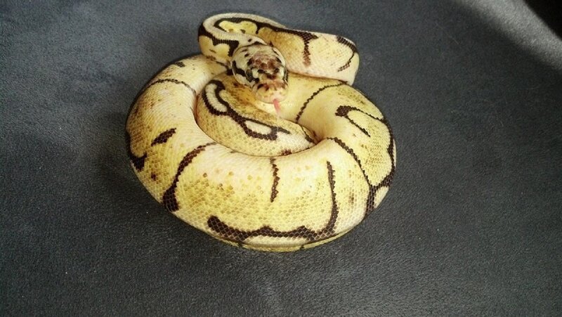 Ball Python Snake — Yellow, Calm, Photograph, Coiled