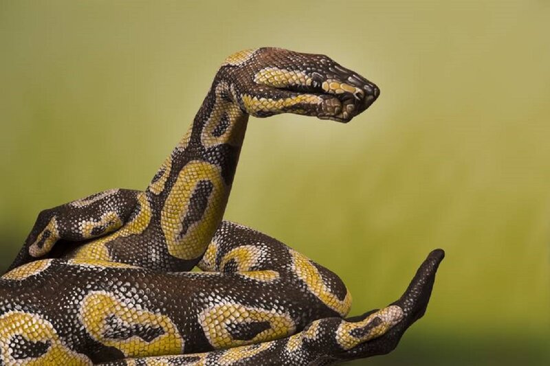 Ball Python Snake — Yellow, Calm, Photograph