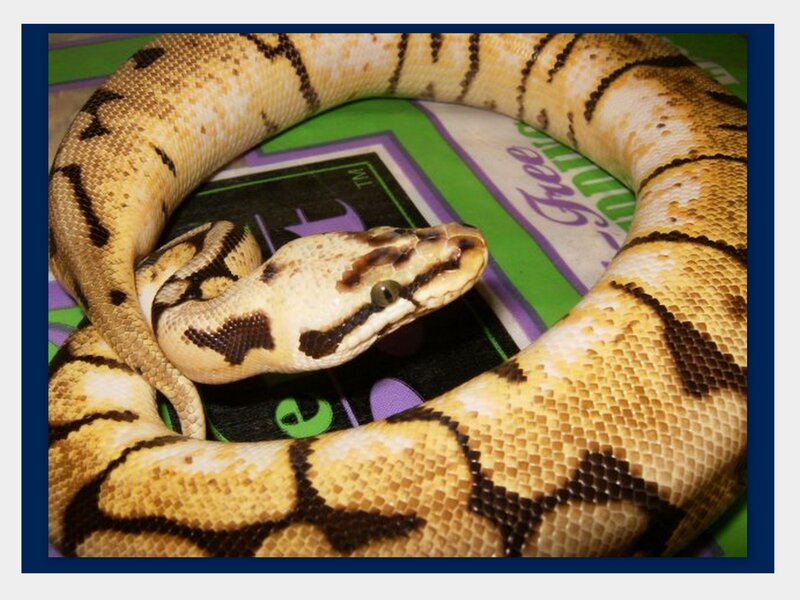 Ball Python Snake — Yellow, Calm