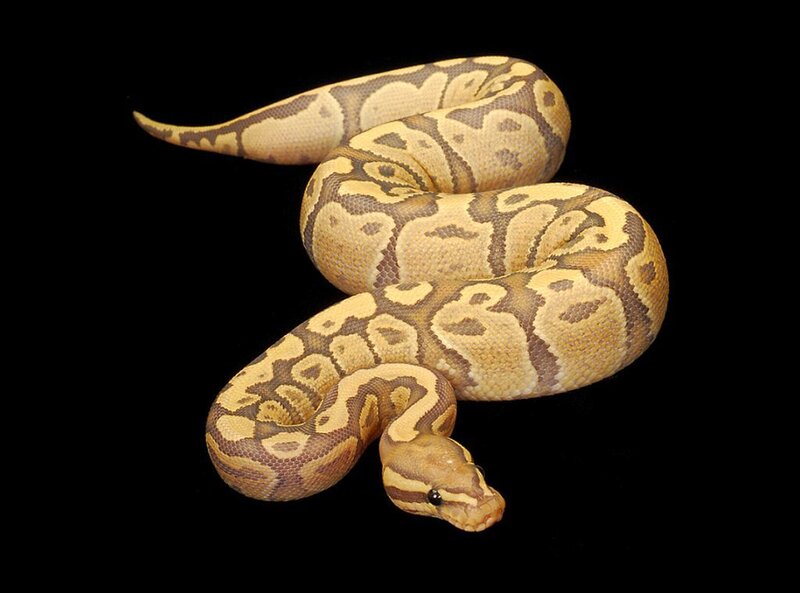 Ball Python Snake — Yellow