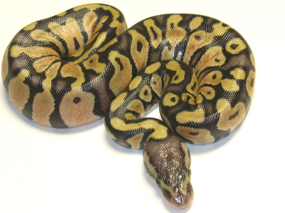 ball python snake