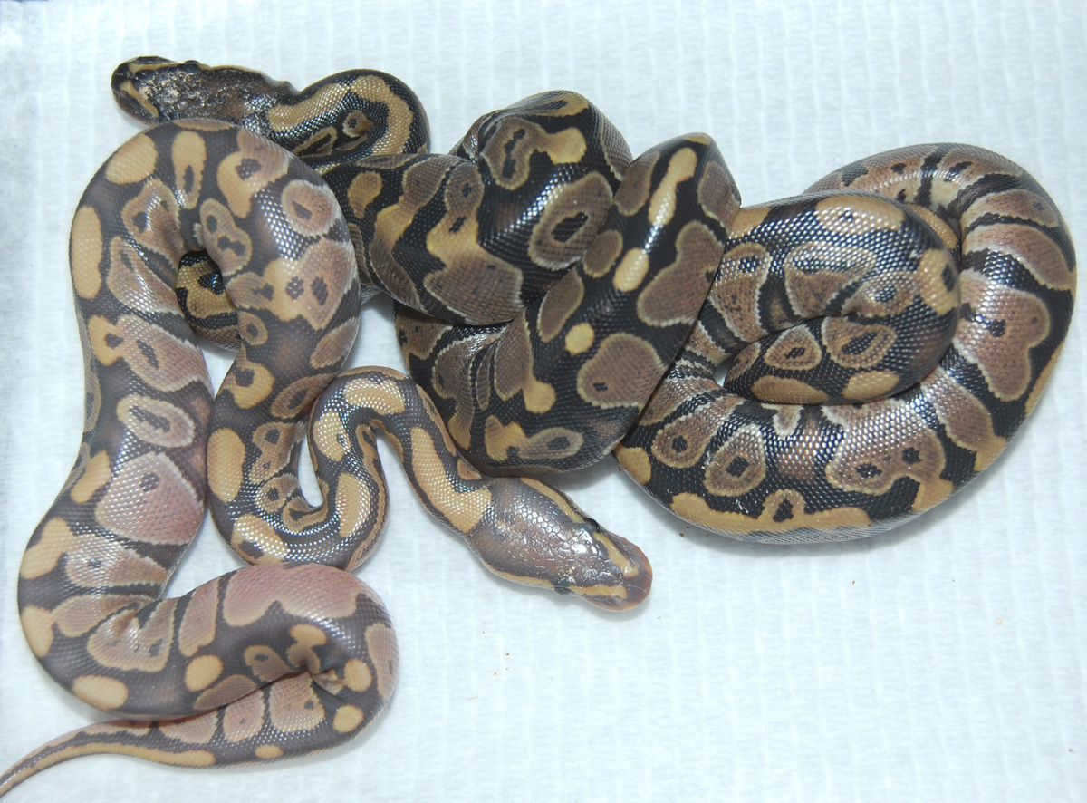 ball python snakes coiled