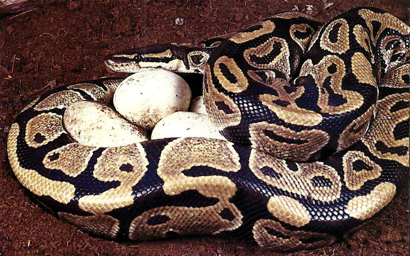 Ball Python with Eggs