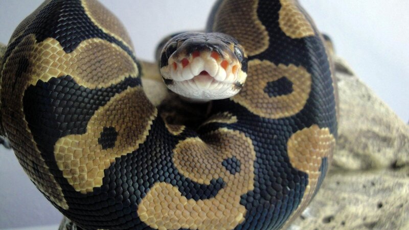 ball python with open mouth
