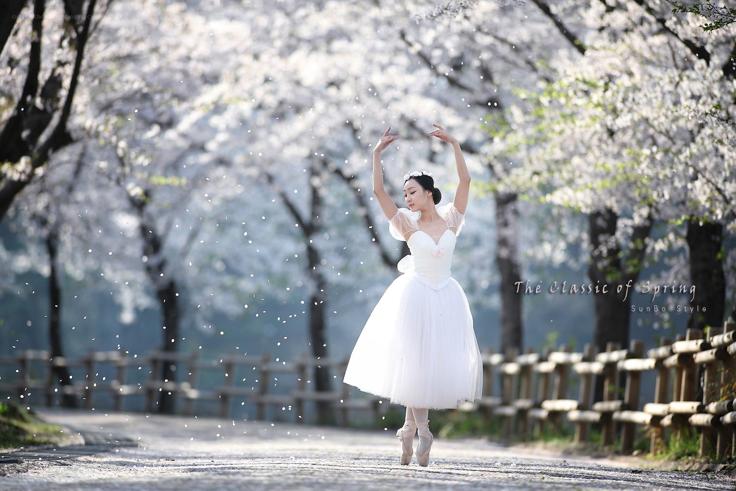 Ballerina in cherry blossom