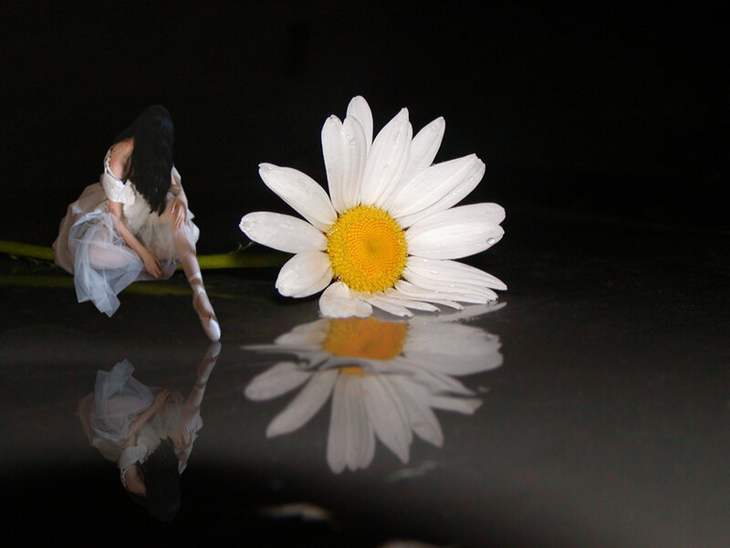 Ballerina with Daisy