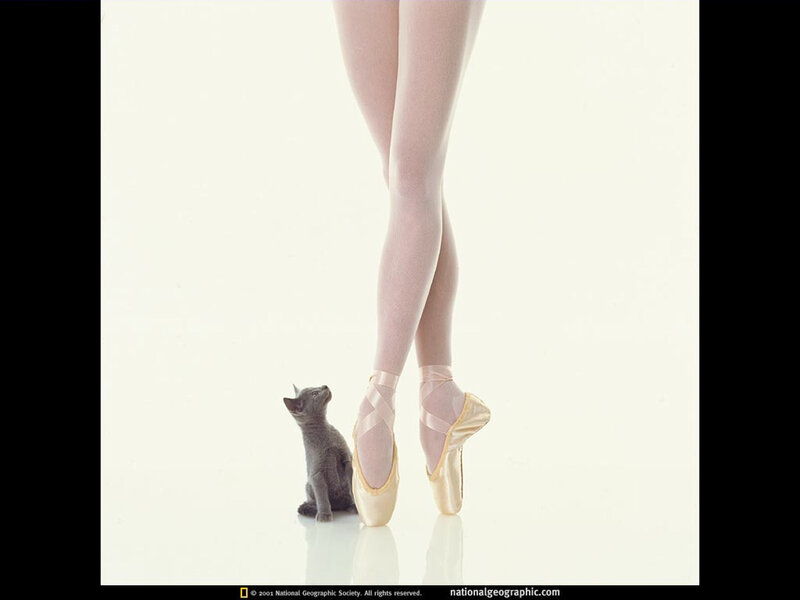 Ballet Dancer and Kitten