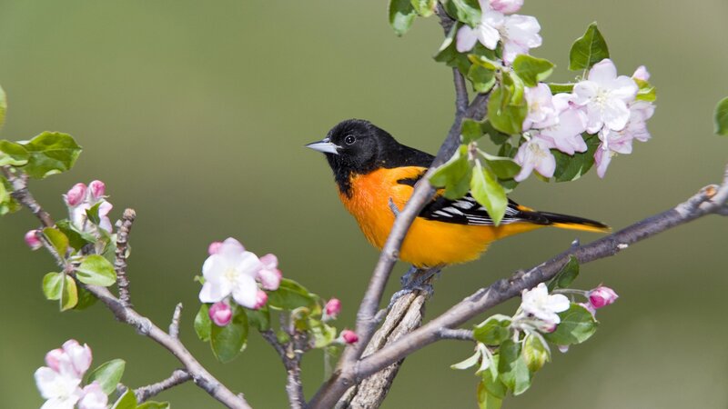 Baltimore Oriole on a blossoming branch