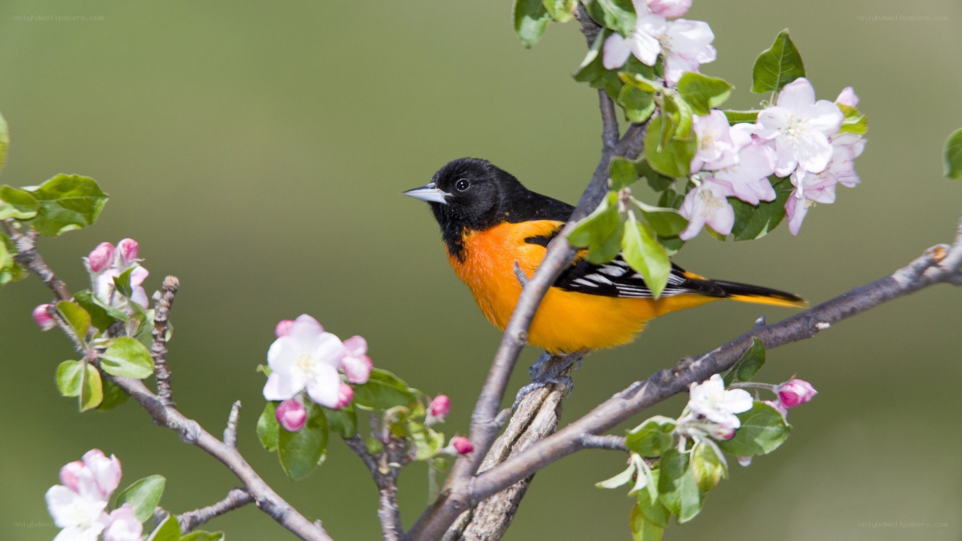 Baltimore Oriole on a blossoming branch