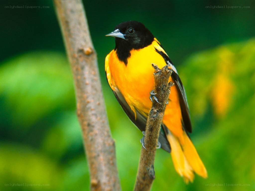 Baltimore Oriole on a branch