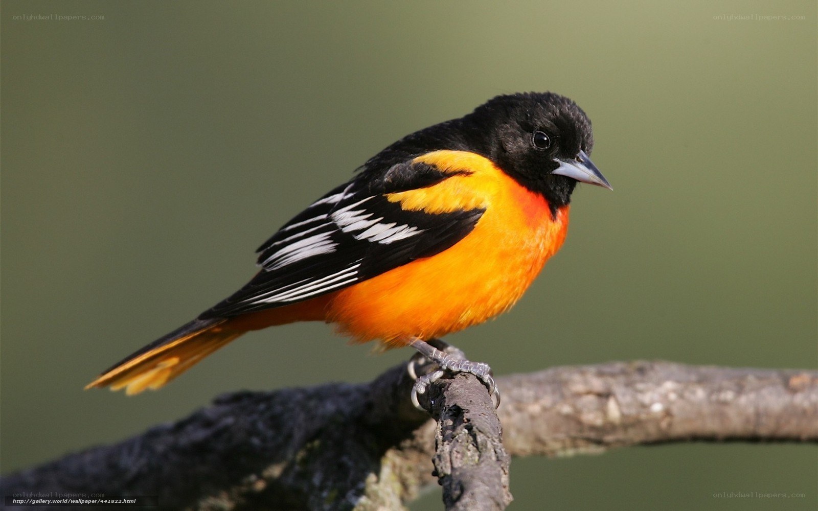 Baltimore Oriole perched on branch