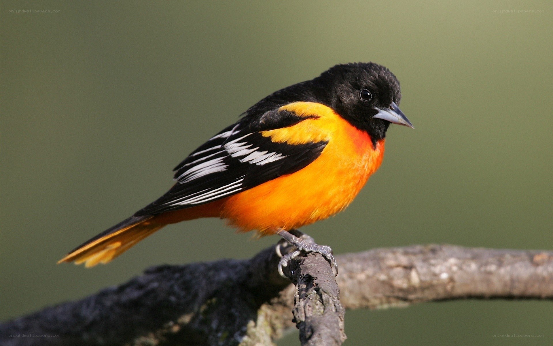 Baltimore Oriole perched on branch