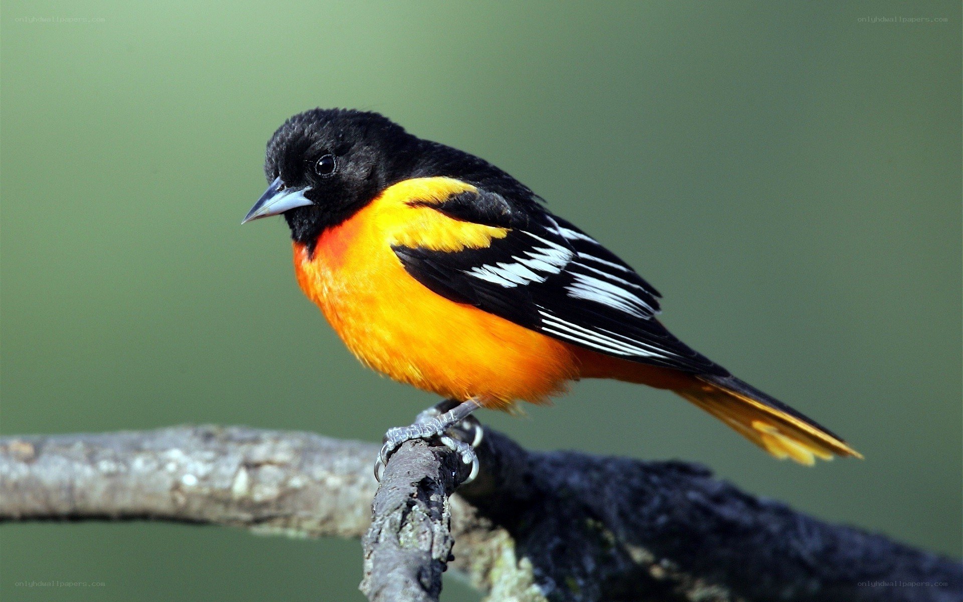 Baltimore Oriole perched on branch