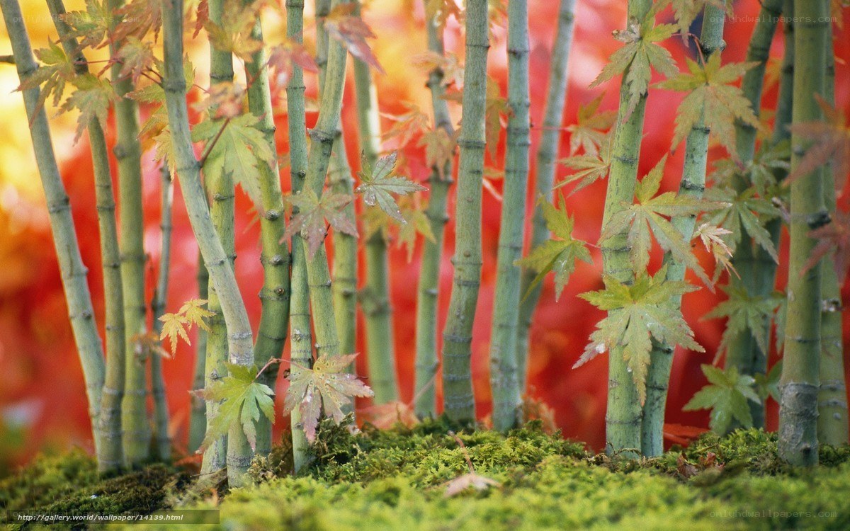 Bamboo and maple leaves