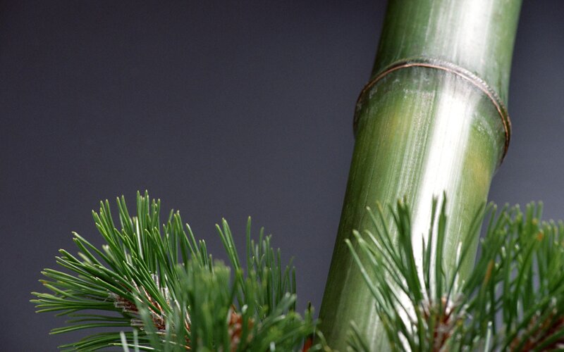 Bamboo and pine branch
