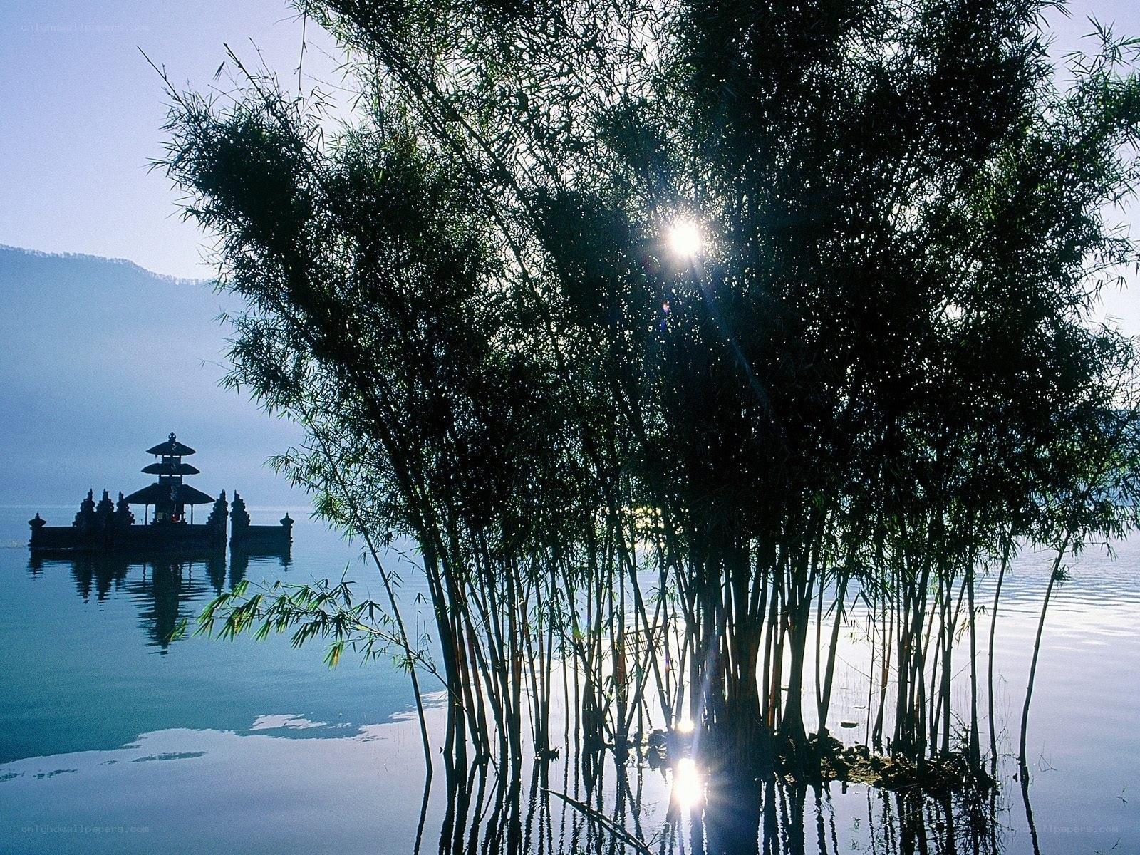 Bamboo and temple at sunrise