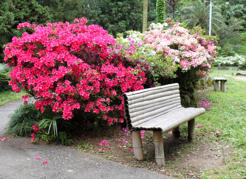 Bamboo Bench Near Flowers