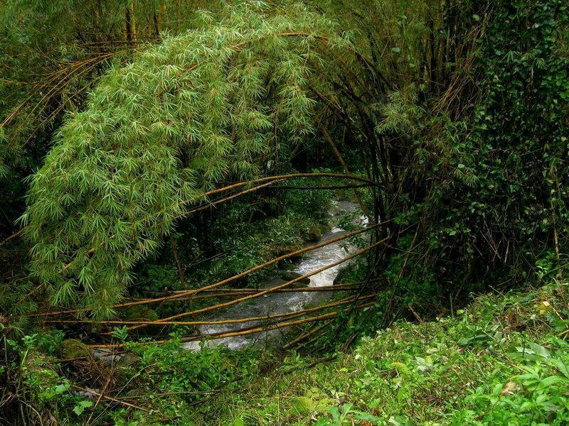 Bamboo bridge over stream