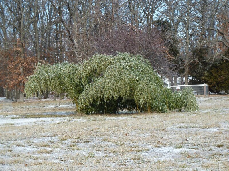 Bamboo Bush in Snow