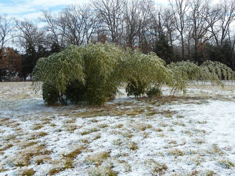 Bamboo Bush in Snow — White, Calm