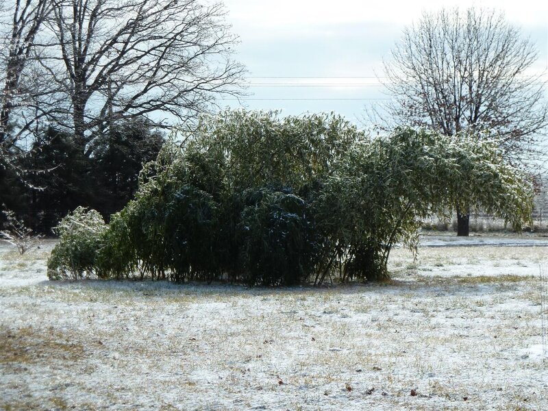Bamboo Bush in Snow — White