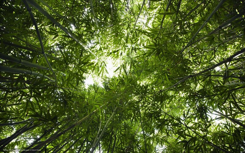 Bamboo canopy view