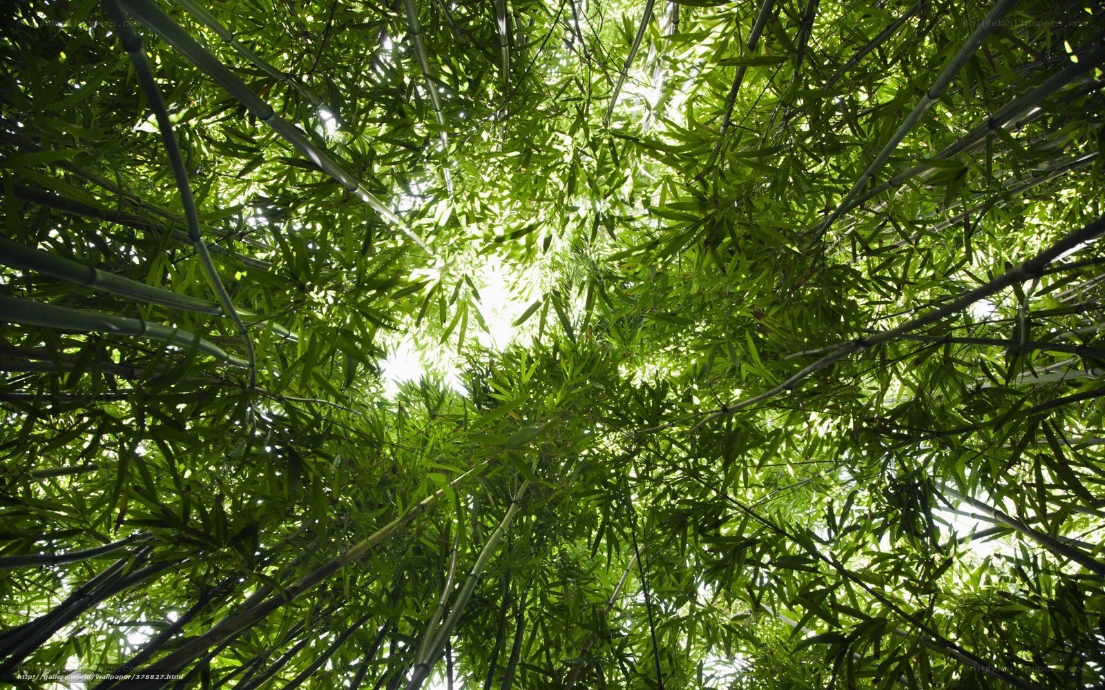 Bamboo canopy view