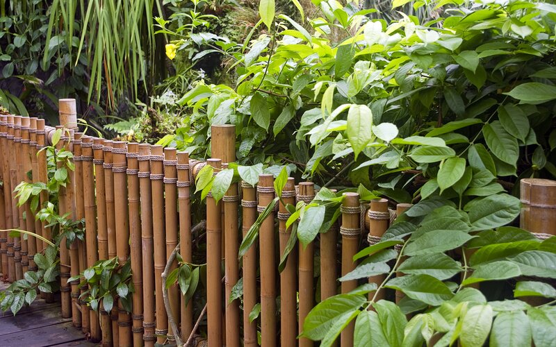 Bamboo fence in lush garden