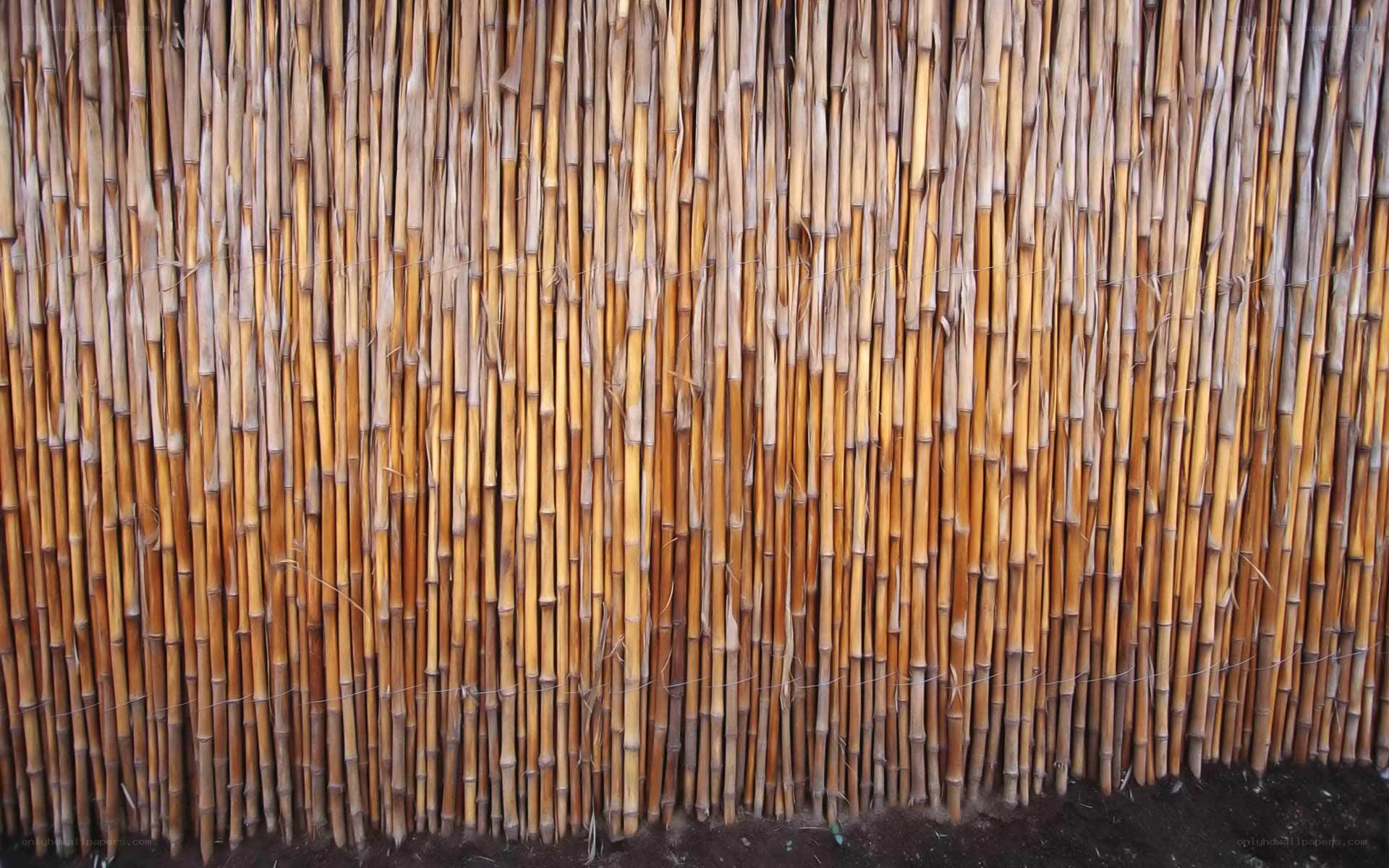 Bamboo fence wall