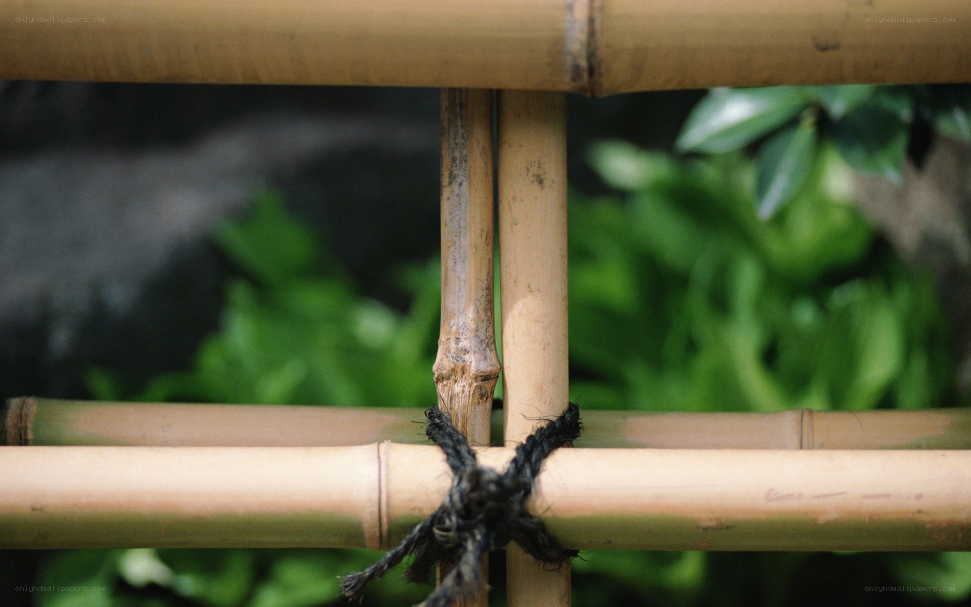 Bamboo fence with rope binding