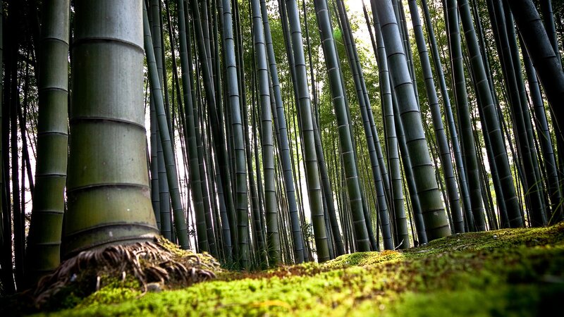 Bamboo forest at dawn