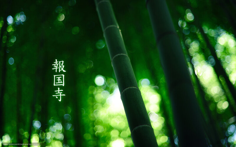 Bamboo forest at Hōkō-ji
