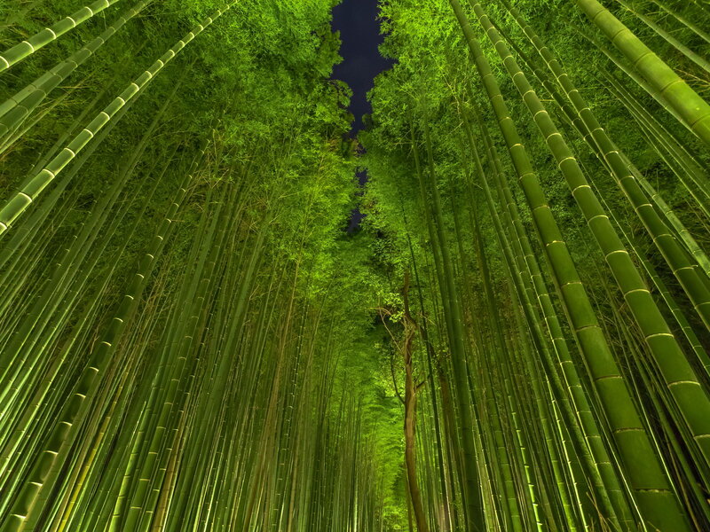 Bamboo Forest at Night — Green