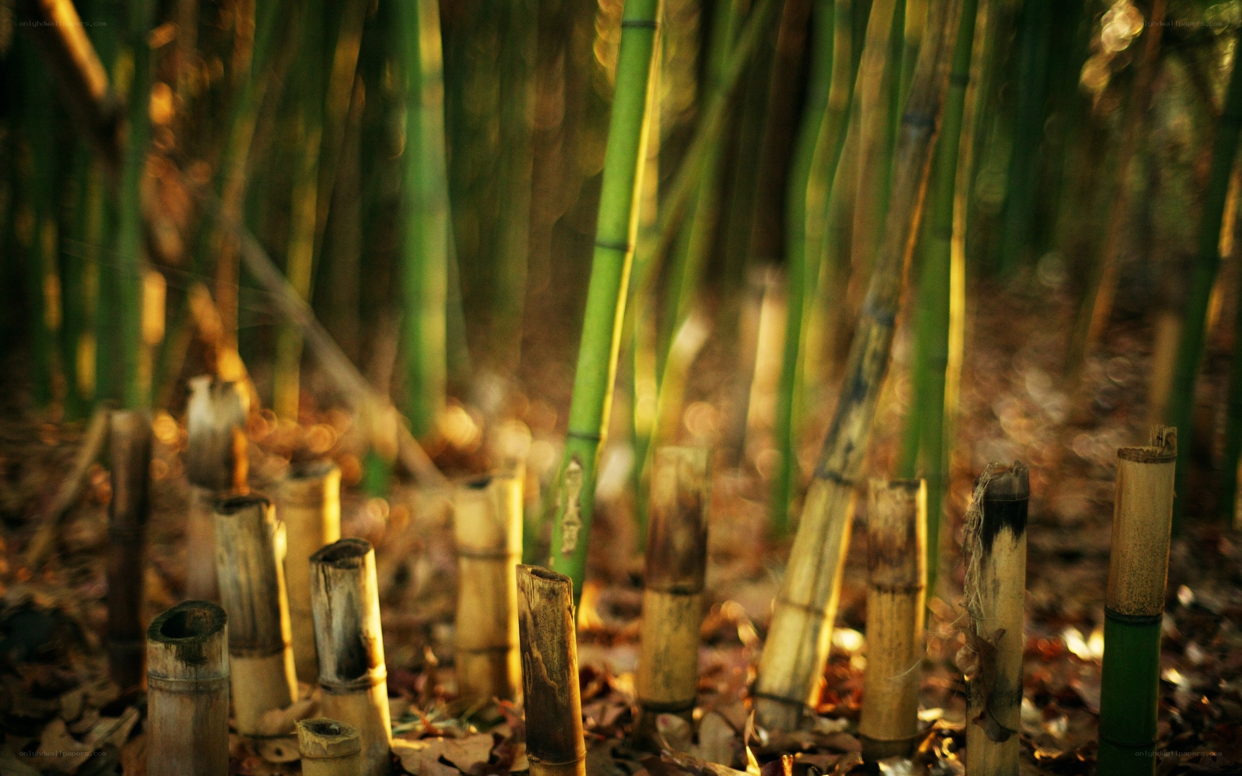 Bamboo forest at sunset