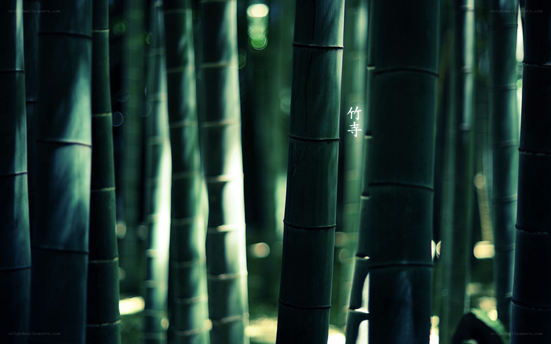Bamboo forest at temple