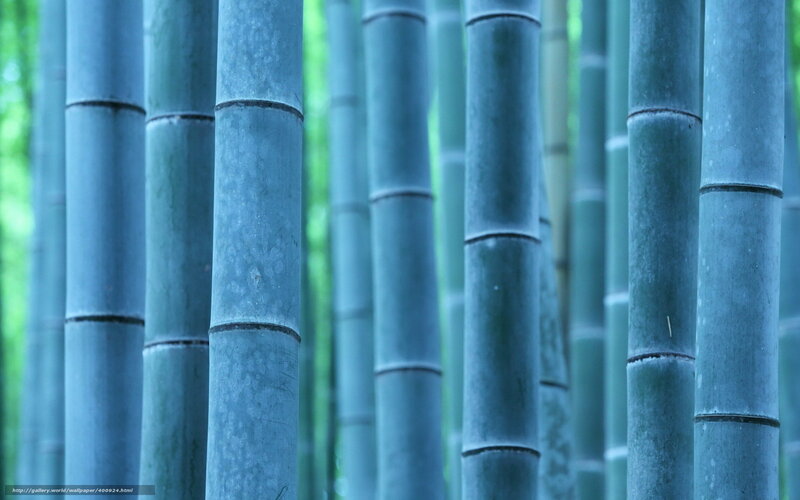 Bamboo Forest — Blue