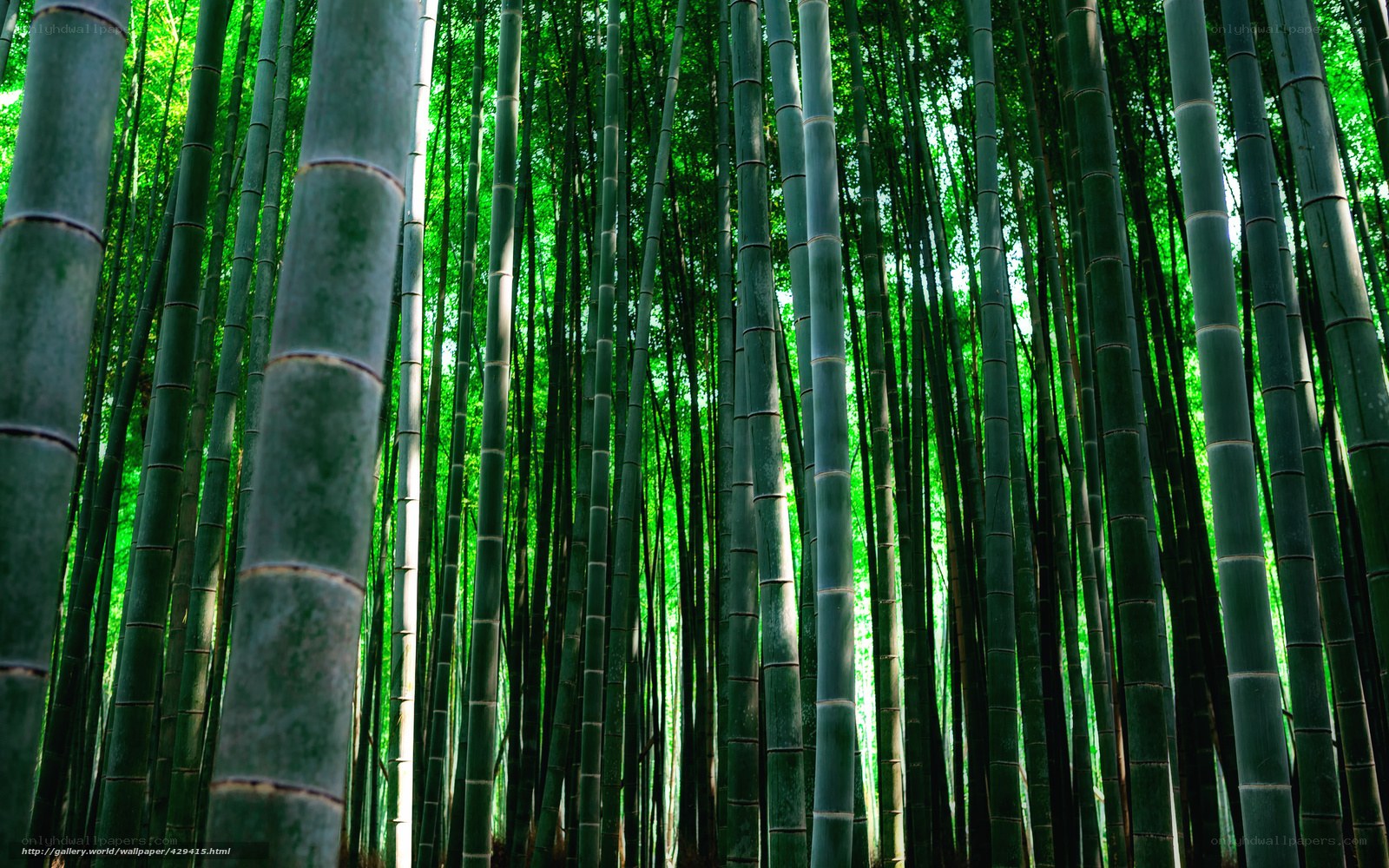Bamboo forest canopy