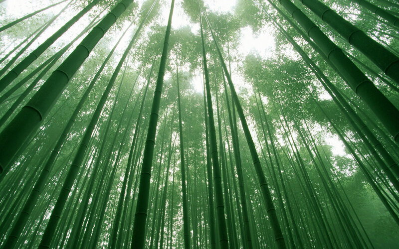 Bamboo forest canopy
