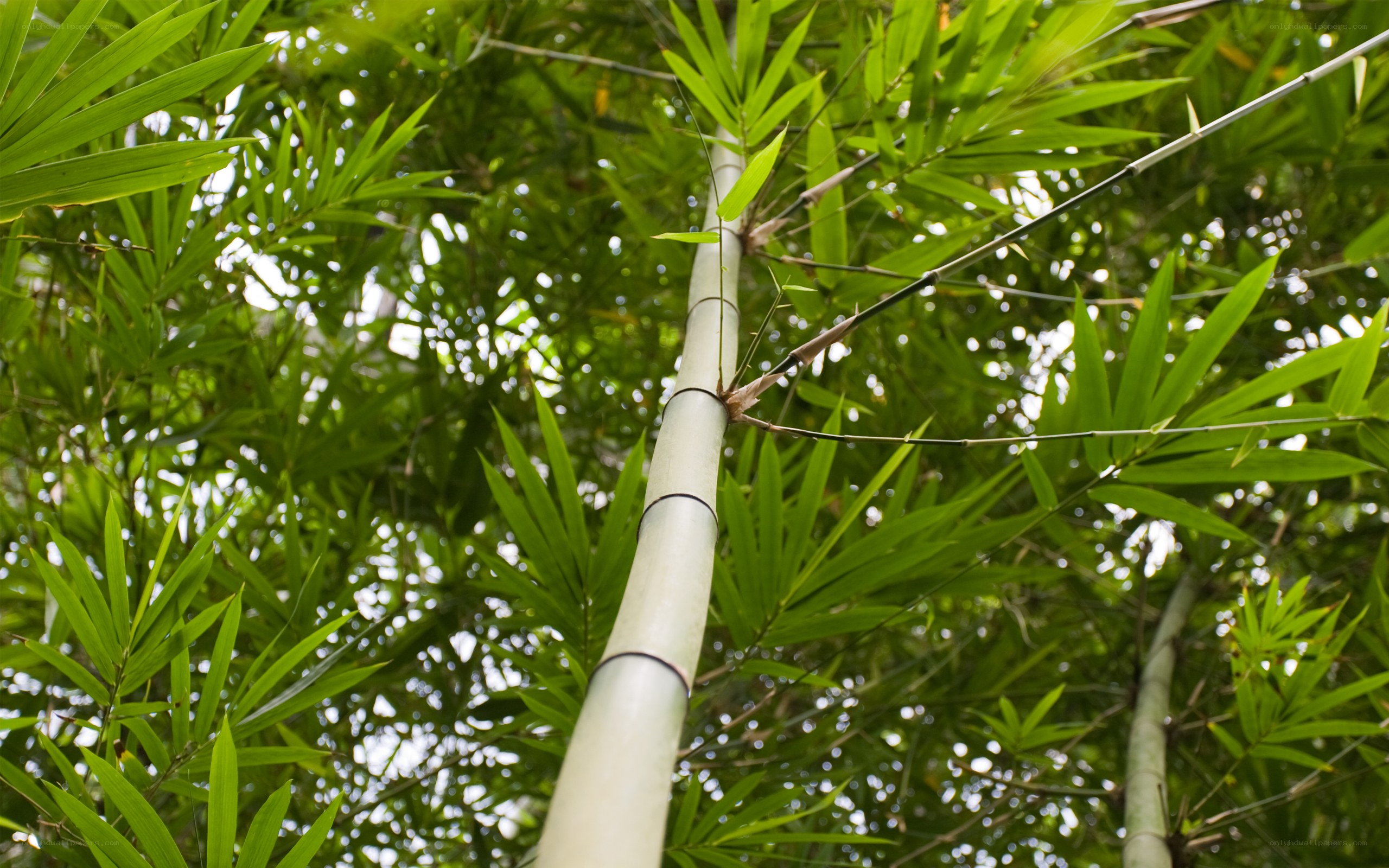 Bamboo forest canopy