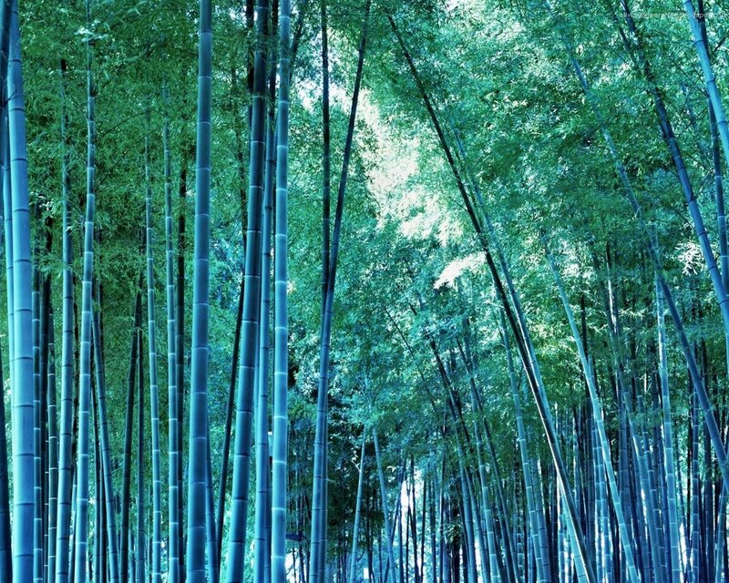 Bamboo forest canopy