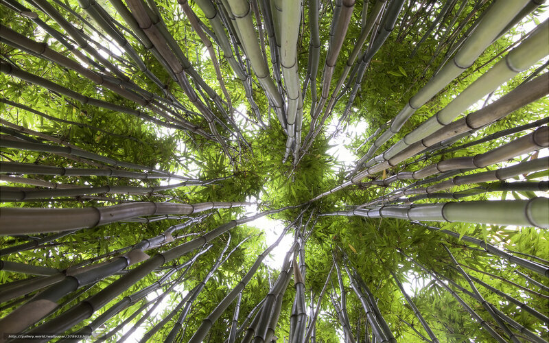 Bamboo Forest Canopy — Green, Serene, Afternoon, Photograph, Bamboo Stalks, Green Leaves
