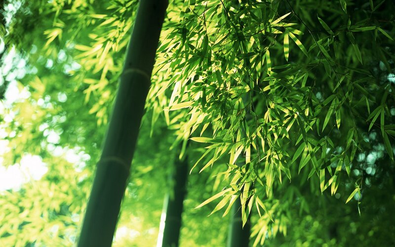Bamboo Forest Canopy — Green, Serene, Afternoon, Photograph, Bamboo Stalks, Leaves