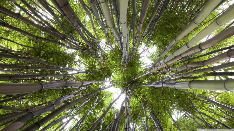 Bamboo Forest Canopy — Green, Serene, Afternoon, Photograph, Bamboo Stalks