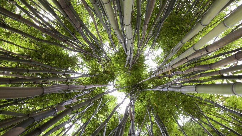 Bamboo Forest Canopy — Green, Serene, Afternoon, Photograph, Green Leaves, Sunlight