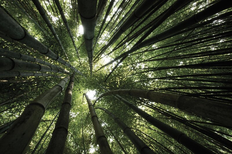 Bamboo Forest Canopy — Green, Serene, Afternoon, Photograph, Sunlight, Green Leaves