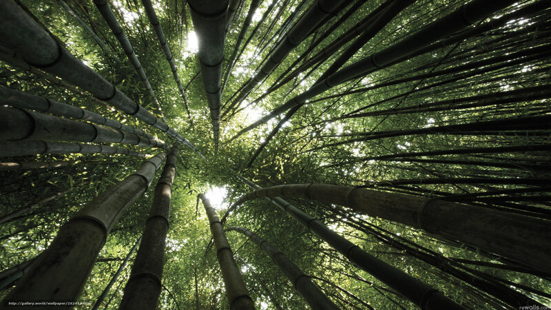Bamboo Forest Canopy — Green, Serene, Afternoon, Photograph, Sunlight, Trees, Leaves