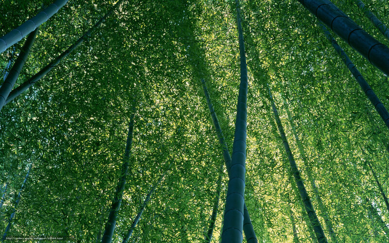 Bamboo Forest Canopy — Green, Serene, Afternoon, Photograph