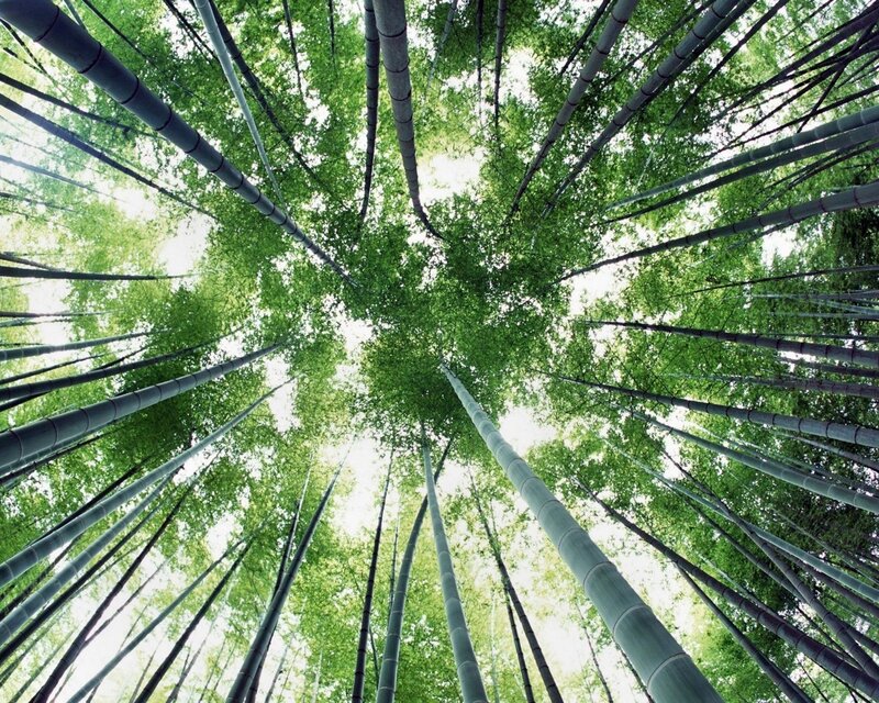 Bamboo Forest Canopy — Green, Serene, Afternoon, Photograph, Trees, Leaves, Sky, Gray
